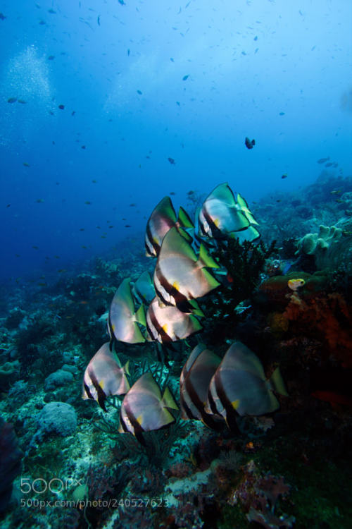 lifeunderthewaves:Bat Fish schooling in Raja Ampat waters by ehrensbergerdaniel Bat Fish schooling i