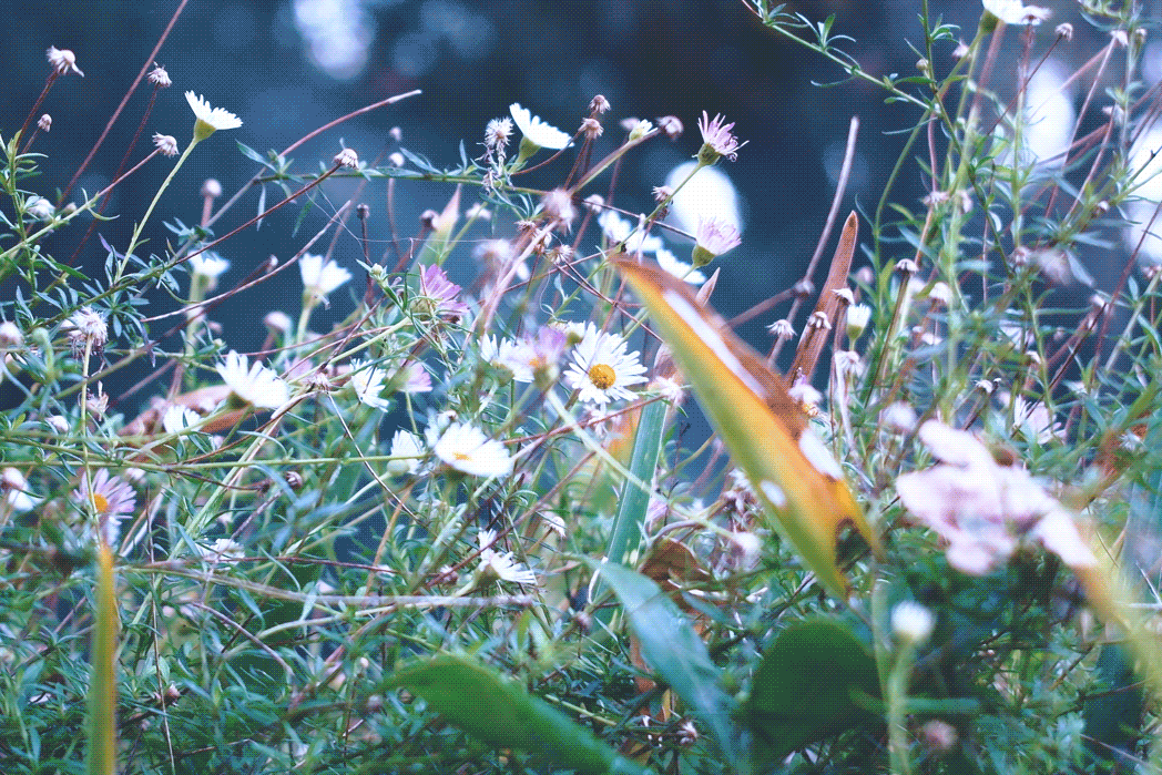 leahberman:  garden mist