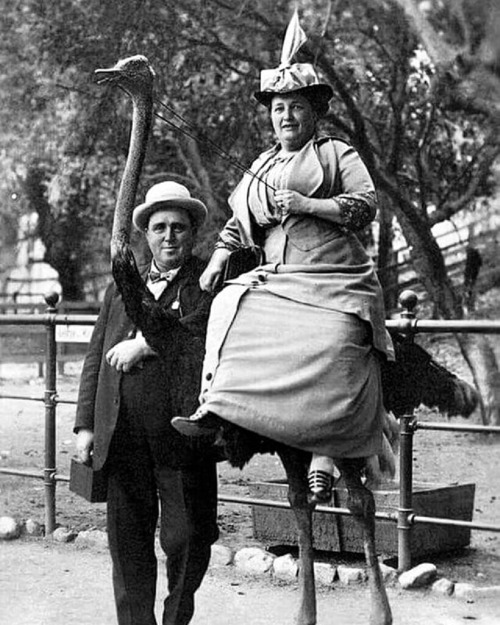 Ménagerie du Jardin des plantes, Paris, 1910.Stop à la maltraitance animale ! 