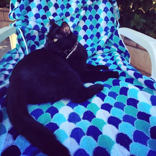 Spent part of my day by the pool with my mini black jaguar; she thinks she gets her own lounge chair