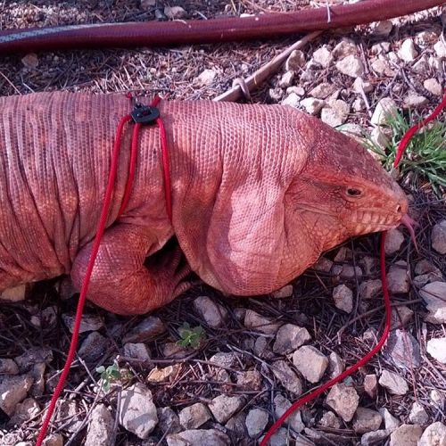 macgyverlizard:Another sunny day!