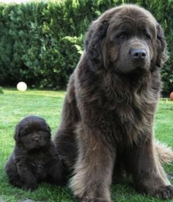 thecutestofthecute:  Newfies are really just big fluffy bears. 