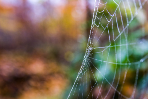 Dürrlewang im Herbst by Martin Fellmann