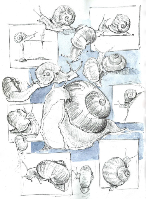 snail  drawing study