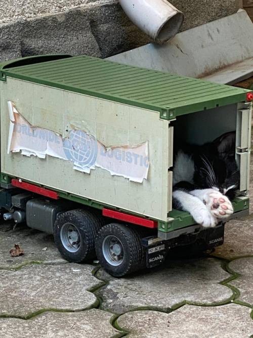 kittygallore:one of my grandparents’ kittens taking a nap inside a toy truck