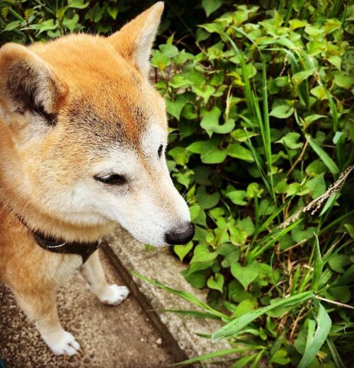 草をもぐもぐする犬 #shiba #shibainu #shibadog #しばいぬ #柴犬 #あさんぽ #草モグモグhttps://www.instagram.com/p/CdAT1oYvk2d