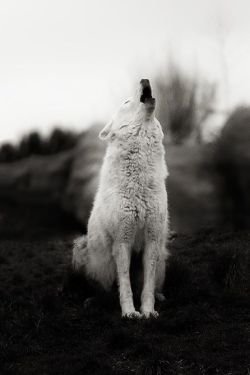 wolfsheart-blog:  wild howler