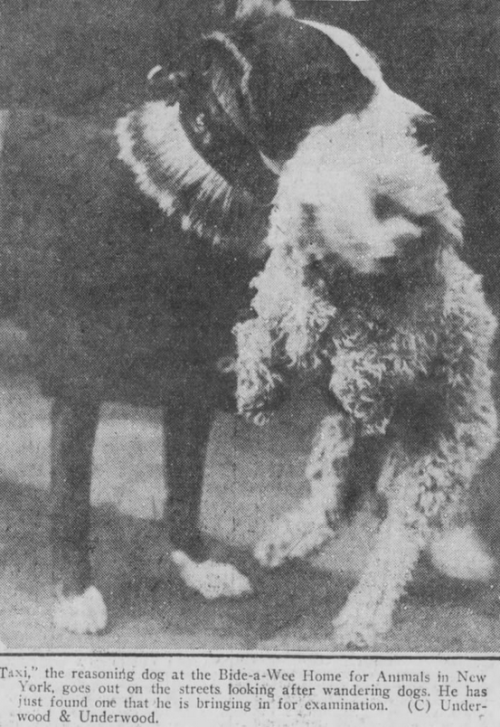 yesterdaysprint:Boston Post, Massachusetts, December 24, 1920“Taxi,” the reasoning dog at the Bi