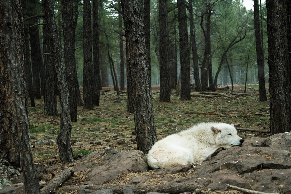 thatwanderinglonewolf:  Wolf (by vinceisHOSS) 