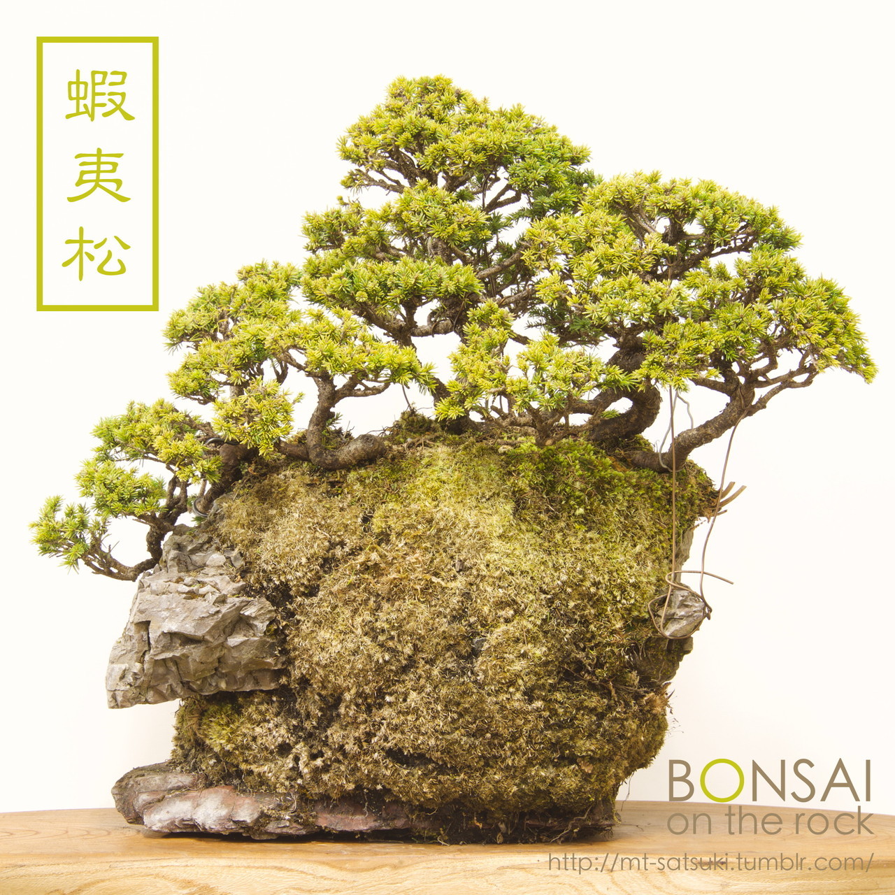 石付盆栽 Bonsai On The Rock 蝦夷松 エゾマツ の石付盆栽 Yezomatsu Yezo Spruce Bonsai On
