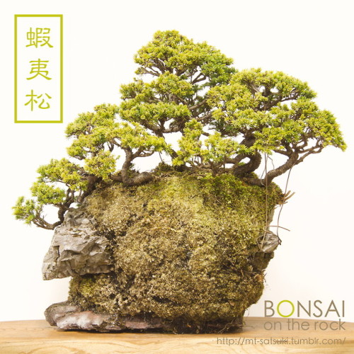 蝦夷松（エゾマツ）の石付盆栽YEZOMATSU, Yezo spruce bonsai on rocks2018.2.24 撮影bonsai on the rock| Creema | BASE | 