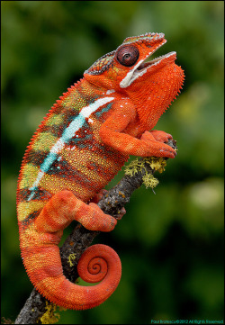 packlight-travelfar:  Panther Chameleon by