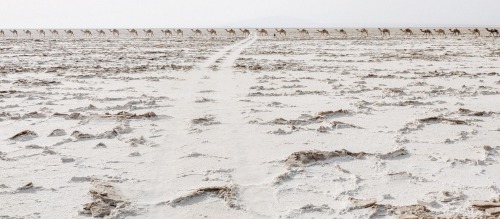 THE DANAKIL DEPRESSION, ETHIOPIA. PHOTOGRAPHS BY ANDREA FRAZZETTA The Voyages Issue: Remar
