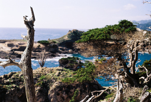 buphotography:  Point Lobos, CACanon AE-1, adult photos