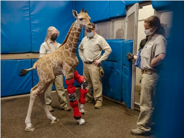 Msituni, a giraffe calf born with an unusual disorder that caused her legs to bend the wrong way, at the San Diego Zoo Safari Park in Escondido, north of San Diego, on Feb. 10. San Diego Zoo Wildlife Alliance via AP