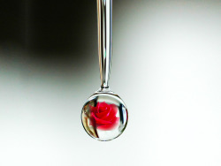 djferreira224:  Rose in water droplet.   Awesome pic!