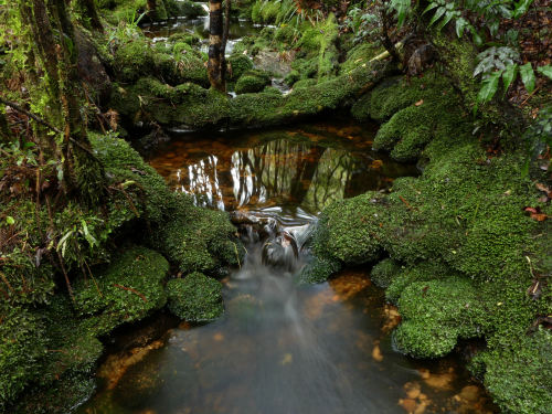 Mossy Creek in the Kawhaka Forest by Steve Reekie