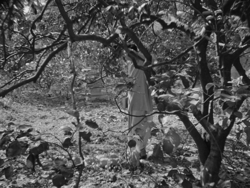 Charulata (1964, Satyajit Ray)