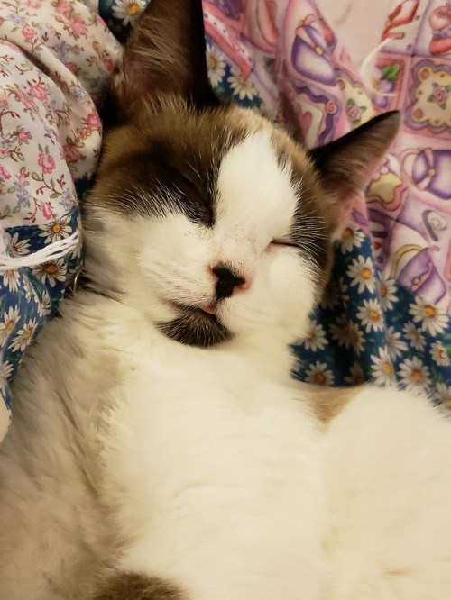 starfaring-princelotor: ❤❤ Small kitty blep ❤❤