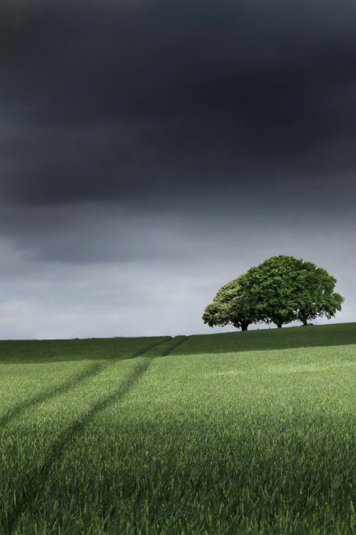  Copse on the Skyline   