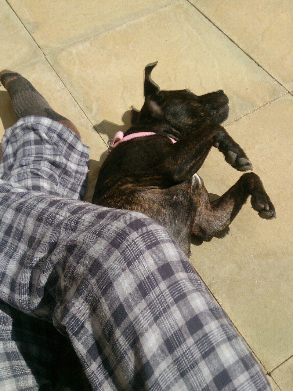 Enjoying the sun. First she lies beside me, and then she wriggles between my legs