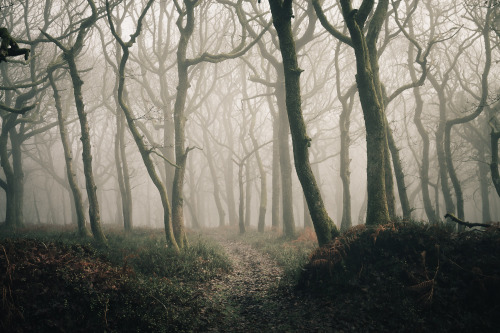 ardley:Great Wood Ramscombe, SomersetPhotographed by Freddie Ardley