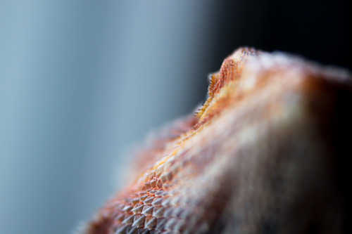 surkuzoo: Macro of a bearded dragon [by surkea]