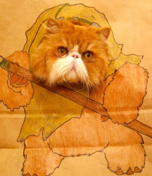 squishfacekitties:derpycats:Ewok kitty from Endorspoonfacekillah.tumblr.comEeep! 