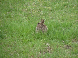 there was a round bunny in my yard!! i tried