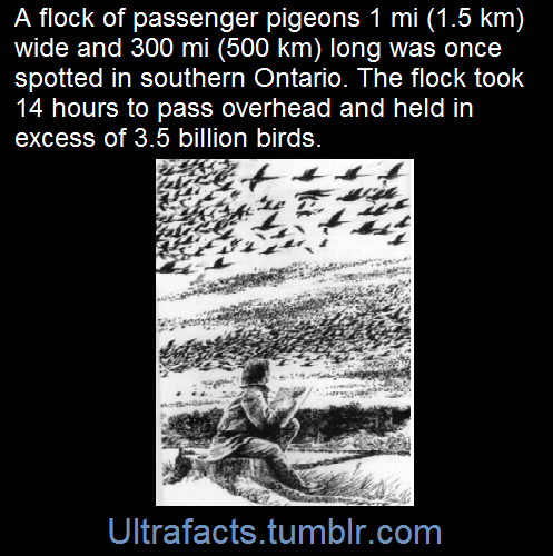 ultrafacts:    One flock in 1866 in southern Ontario was described as being 1 mi