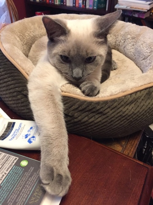 likesomethingblooming:A leggy noodle ponders the meaning of life @mostlycatsmostly