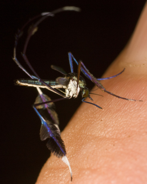 A colorful species of mosquito (Sabethes cyaneus). Credit: Sean McCann