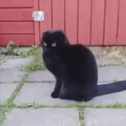 catgifcentral:  *lick lick* *obsessed mode: on*