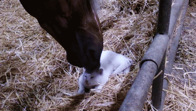questbedhead:  tenfootpolesociety:  shavingryansprivates:  why he lick me  THIS IS SUPER COOL THOUGH IF YOU UNDERSTAND HORSES. LIKE THAT NIPPING IS A GROOMING BEHAVIOR HORSES DO TO BOND AND TO MAINTAIN AND IMPROVE SOCIAL BONDS. SO THAT HORSE IS BASICALLY