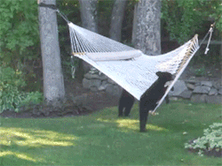 sizvideos:  Bear cubs playing on a hammock