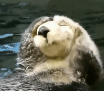 seatrench:Sea Otter Grooming(source)