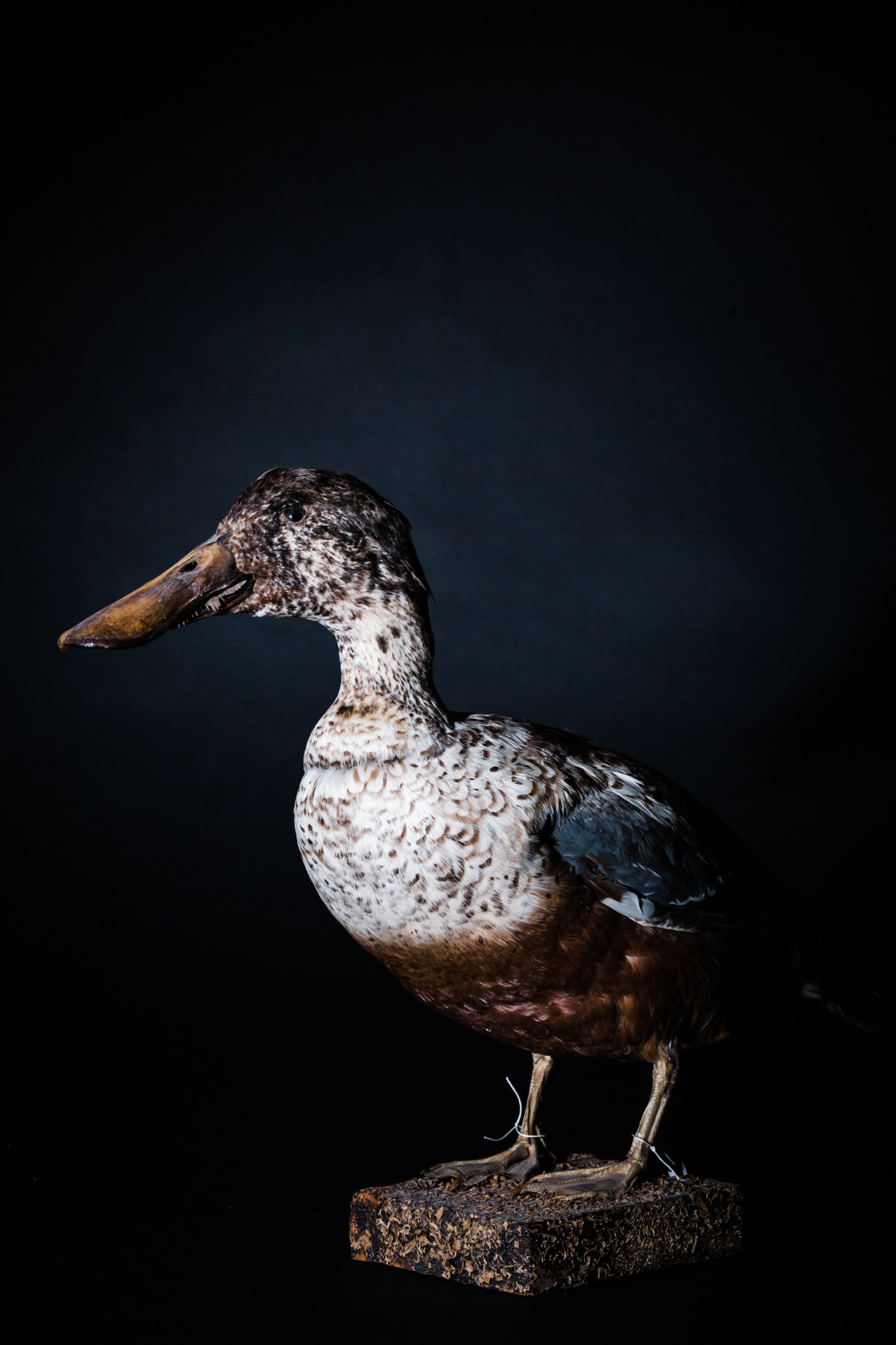 Northern shoveler / CAS-ORN 99934
Scientific name: Anas clypeata
Higher geography: North America, USA, California
Department: Ornithology & Mammalogy, image © California Academy of Sciences