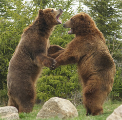 magicalnaturetour:  The Boys, Brutus and Buckeye by ucumari on Flickr.