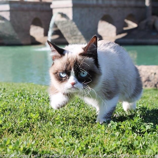 The Daily Grump | January 29, 2014 www.grumpycats.com