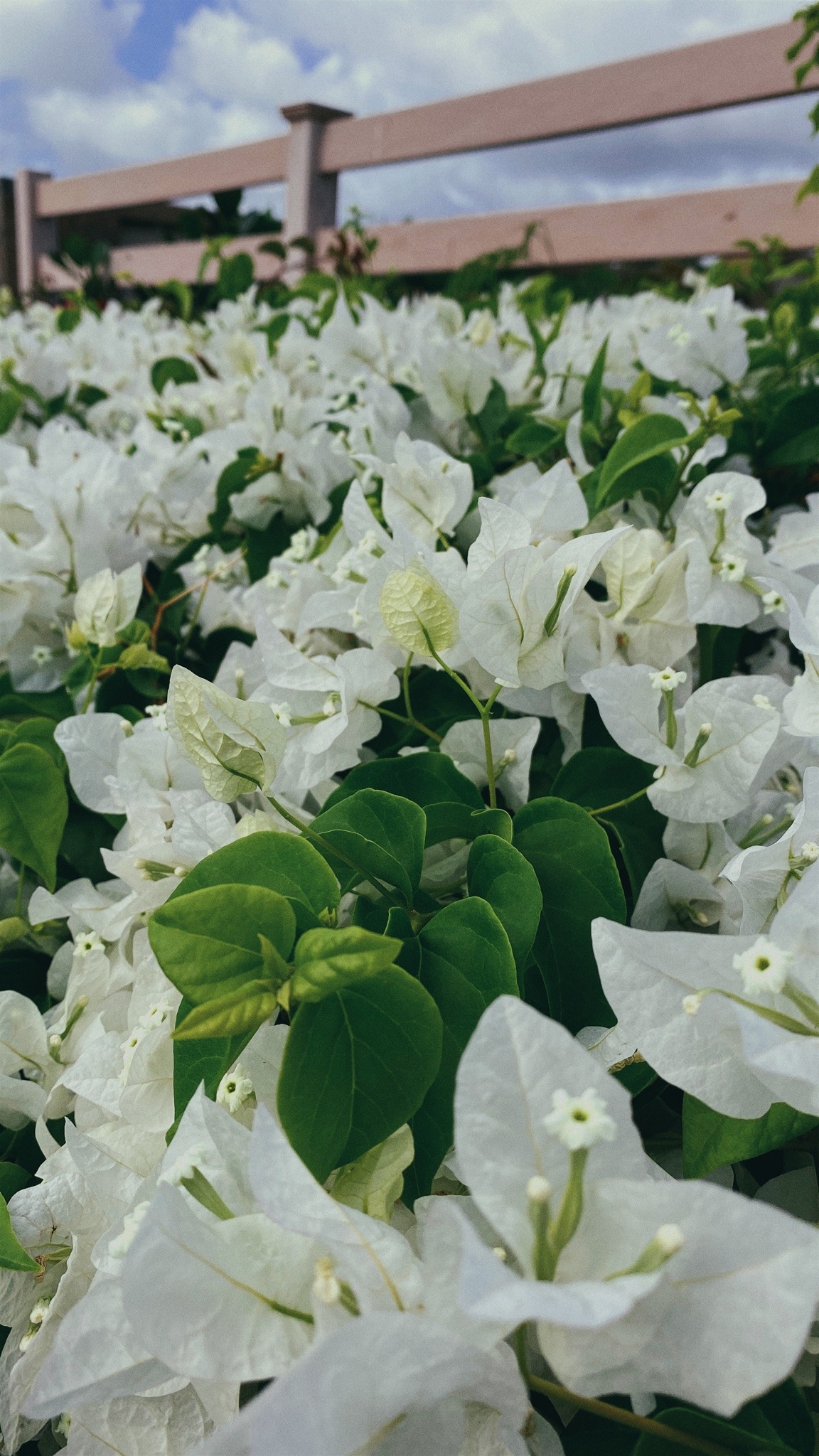 Sex White bougainvillea27.2.2021 pictures