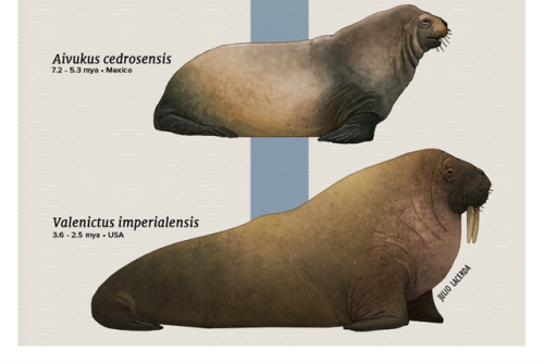 Evolution Series: A Selection Of Seals