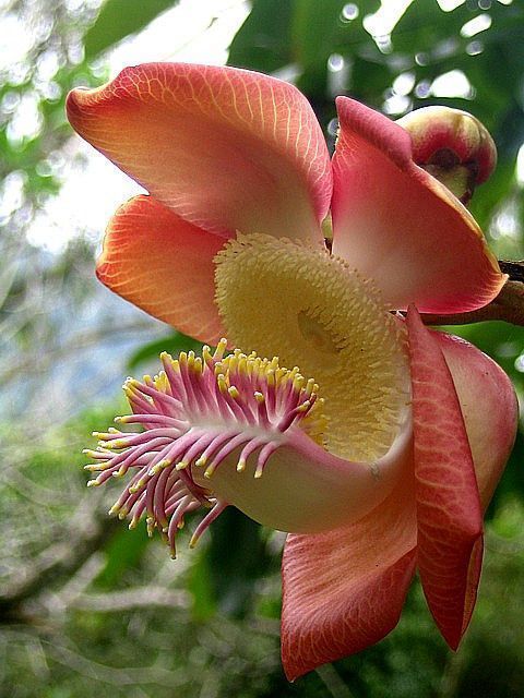 Natures porn  →❤♥…… Sara Tree Flow Beautiful 