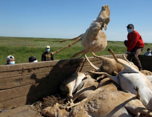 Sudden death: Mass die-off of saiga antelopes The saiga is considered a pretty unique and special sp