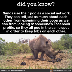 did-you-kno:  Rhinos use their poo as a social network. They can tell just as much about each other from examining their poop as we can from looking at someone’s Facebook profile, so they all poo in the same spot in order to keep tabs on each other.