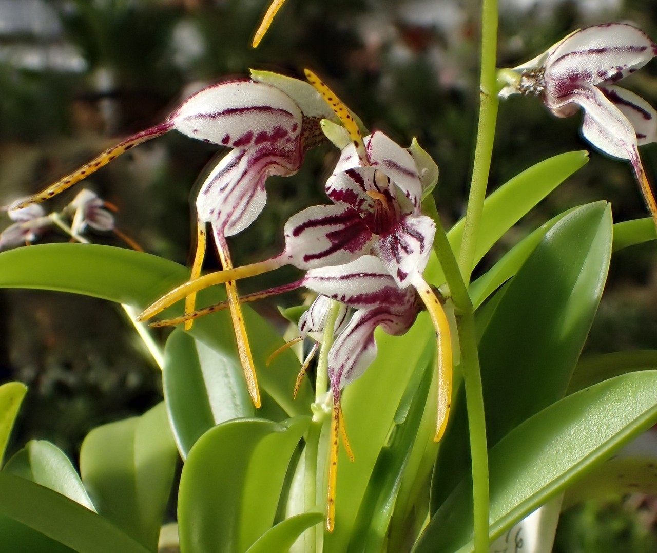orchid-a-day: Masdevallia caloptera Syn.: Spilotantha caloptera January 28, 2018 
