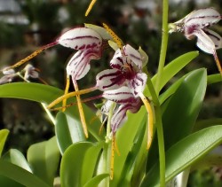 orchid-a-day: Masdevallia caloptera Syn.: Spilotantha caloptera January 28, 2018  