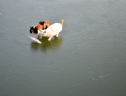 cornflakepizza:  19990620: Hope, Fish, DespairTwo hungry cats saw a big fish on the frozen lake park. They excitedly jump straight to the frozen lake where the fish away, to the front paw is caught is flexible, persevering fish separated by a layer of