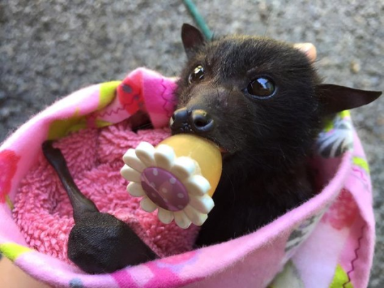 bloodstainbowbarnacle: paddysnuffles:  zooophagous:  g0dziiia:  makilikesflowers:  An angel  Wtf bats swim  Omfg  Here’s another little-known bat fact: Orphaned baby bats are often swaddled tightly like teeny burritos to mimic being cuddled by mom and