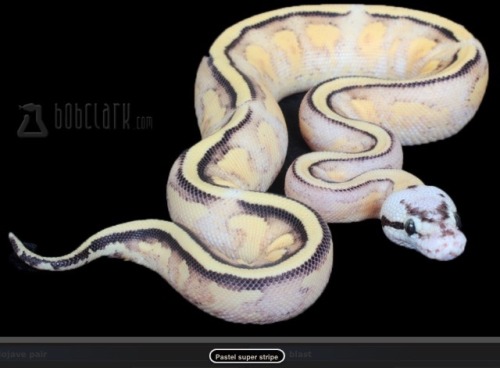 deleriousbyznasty:Alright listen up mother fuckers this is called a ball python? Well why the fuck i