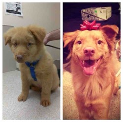 awwww-cute:  From adoption day to his first